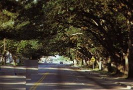 Oak Laden Main Street